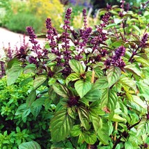 Grow In US Licorice Basil Seeds-50 Count Seed Pack-Non-Gmo-A Strong Flav... - $9.13