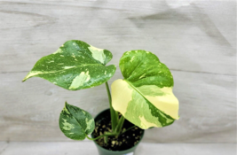 Rare Monstera Thai constellation live plant in 4&quot; POT ROOTED LIVE PLANT - £63.94 GBP