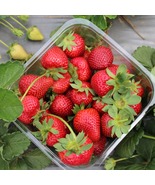 25 Strawberry Plants Camarosa - June Bearing Strawberry Plants, Bare Root - £58.06 GBP