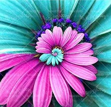 30Pcs Spiral Daisy Seeds Rainbow Color Fresh Seeds - £4.43 GBP