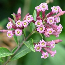 Cestrum Elegans Smithii Pink Cestrum 10 Seeds Garden - $20.80