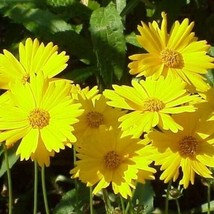 Coreopsis Lance-Leaved Tickseed Perennial Butterfly Garden 200 Seeds From US - £7.84 GBP