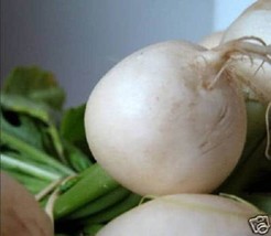 300 pcs White Egg Turnip Brassica Rapa Vegetable Seeds - £7.07 GBP