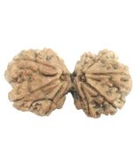 Super Collector Gauri Shankar Rudraksha - 9 mukhi - Nepal - 41mm - IGL C... - €295,37 EUR