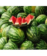 Lazy Melon King Watermelon Bonsai Red Meat Garden Balcony Potted Fruit 3... - $14.00