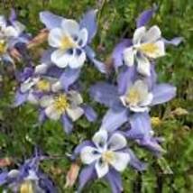 Blue Rocky Mountain Columbine Seeds 300+ Flower Aquilegia Caerulea USA  - £7.86 GBP