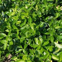 25 Purple Leaf Wintercreeper Ground Cover Fresh Seeds Fast Shipping - £15.70 GBP