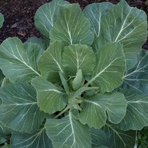 Fresh Georgia Collards Seeds Fast Shipping - $4.22