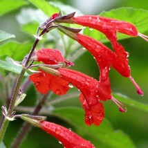 Scarlet Sage Seeds Fresh Organic Salvia Coccinea Seeds Red Outdoor Flower Seeds  - £6.17 GBP