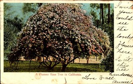 CA- California, Scenic Pioneer Rose Tree Udb 1903 POSTCARD- BK50 - £3.87 GBP