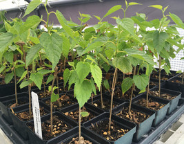 Dwarf Black Mulberry -Morus Nigra - Everbearing Live Plant Fruit - £21.52 GBP
