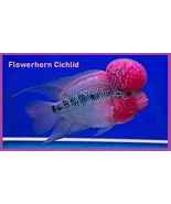 Fish Refrigerator Magnet #21 (Flowerhorn Cichlid) - £78.66 GBP