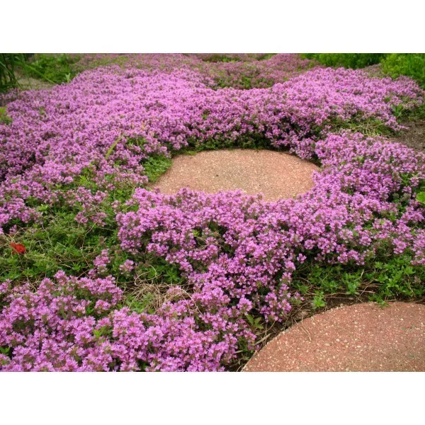 FARM 3500 Dwarf Creeping Thyme Seeds Thymus Serpyllum Ground Cover Bulk ... - $9.25