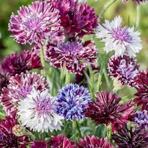 50 pcs Classic Mix Bachelor&#39;s Button Seed Annual Seed Flower Flowers - £8.99 GBP