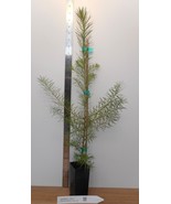Japanese Larch (Larix kaempferi) - Potted - Bonsai or Landscape - $35.59+