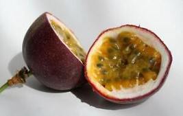 Free Shipping 1 Possum Purple Passion Fruit Starter Plant - £33.80 GBP