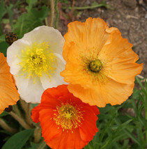 2000 Iceland Poppy Flower Seeds Mix Papaver Nudicaule Always Fresh Seeds  - £6.23 GBP