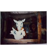 Vintage Funny Donkey Display Auto World Theme Park Flint Michigan 1989 - $1.99