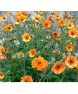 20Pcs/Lot Geum Totally Tangerine Avens Flower S - $10.67