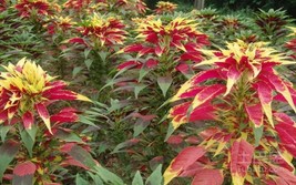 600 Red Yellow Amaranthus Seeds Amaranthus Flower Seed Flaming Fountain ... - $82.38 MXN