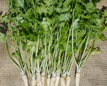400 Hamburg Rooted Parsley Seeds Fast Shipping - $8.99
