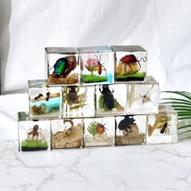 12 Pcs Insect Specimen Bugs in Resin Dung Beetle Collection Paperweights - £66.19 GBP
