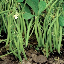 USA Seller Blue Lake 274 Green Bean Seeds Bush Stringless Prolific Wax Beans See - $13.95