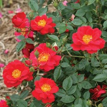 4&quot; pot - Urban Legend OSO Easy Rose - Proven Winners - Outdoor Living - £44.65 GBP