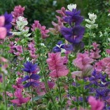 Best Clary Sage TRICOLOR MIX Salvia Painted Sage Native Wildflower 200 Seeds - £3.76 GBP