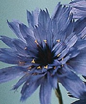 LWSTORE 30 Blue Catananche Cupid&#39;S Dart Flower Seeds Perennial USPS Shipping - $8.78