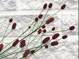 100 Seeds Red Burnet Sanguisorba Officinalis HERB Flower Lulu Certified Can Grow - £4.75 GBP