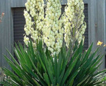 Sale 100 Seeds Yucca Glauca Soapweed White &amp; Pink Flower Ornamental USA - £7.91 GBP
