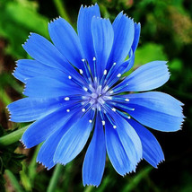 BEST  Chicory Seeds Non-Gmo Seed Store - $3.89