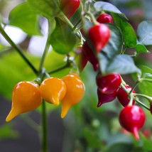 Pepper Biquinho Chupetinha Red Yellow Pepper Seeds, professional pack, hot chili - £8.58 GBP