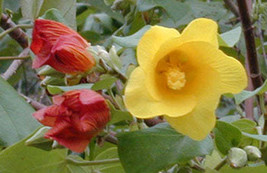 Jstore USA Hibiscus tiliaceus Hau Balibago Vau Tree Green Cottonwood 10 Fresh Se - £11.26 GBP