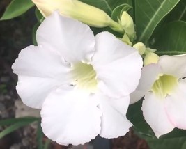 Desert Rose &#39;Adenium obesum&#39; 4 to 8 inch live starter plant White Rose - $15.99