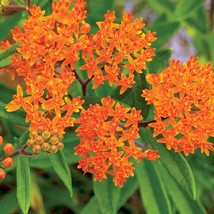 Butterfly Weed Seeds, Orange Milkweed, Pleurisy Root, Pollinators, FREE ... - $1.97+