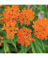 Butterfly Weed Seeds, Orange Milkweed, Pleurisy Root, Pollinators, FREE ... - $2.76 CAD+