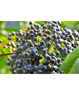 Blue Elderberry Seeds (Sambucus Caerulea) 150 Seeds - £3.52 GBP