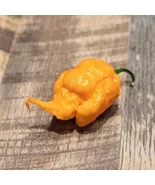 LWS Peach Carolina Reaper Chili Pepper Garden Planting 100 Seeds Fast Sh... - $10.50