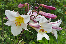 Lilium regale | Regal, Royal or King&#39;s Lily | 10 Seeds - £16.23 GBP