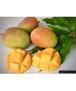 Mango Kensington (Mangifera) live Tropical Fruit Tree 12”-24” - £39.84 GBP