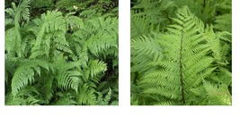 Athyrium filix-femina | Lady Fern | Bareroot | Wood Fern Family | Fully Grown - £27.17 GBP