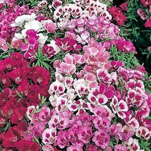 500 Double Deuces Godetia Grandiflora Clarkia Amoena Mixed Bicolor Flowe... - $233.99 MXN