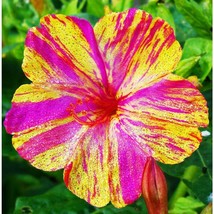 New Fresh Seeds Marvel Of Peru Four O Clock Mirabilis Broken Colors Flower - $7.90