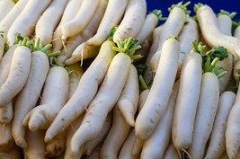 Sale 500 Seeds Japanese Minowase Radish Huge Daikon White Raphanus Sativus Veget - £7.40 GBP