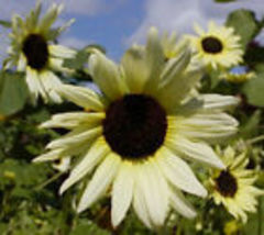 200 Seeds Sunflower ICE CREAM (Like Italian White) Tender Perennial Heirloom  - $12.50