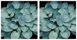 1 Live Potted Plant hosta PRAIRIE SKY small most blue compact 2.5&quot; pot - £34.59 GBP