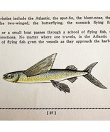 Flying Fish 1939 Salt Water Fish Gordon Ertz Color Plate Print Antique P... - €25,76 EUR