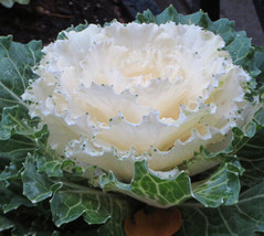 30 White Flowering Kale Flower Seeds - $17.98
